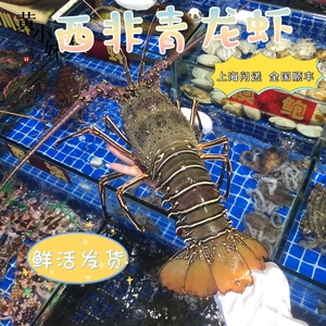 鲜活发货西非大青龙虾野生海捕墨龙古巴龙蓝魔龙海鲜水产500g