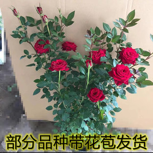 钻石玫瑰红钻石月季花苗爬藤庭院绿植物阳台盆栽地栽大花浓香蔷薇