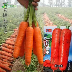 韩育一尺参王胡萝卜种子 大田高产耐热耐旱品种 红萝卜籽蔬菜