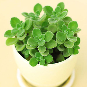 桌面小型盆栽的香水绿植碰碰奇趣植物一抹香一摸香室内净化空气花