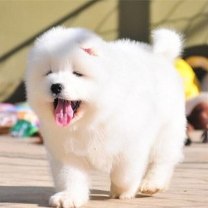 纯种萨摩耶幼犬微笑天使纯白色大白熊版萨摩雪橇犬活泼好养宠物狗