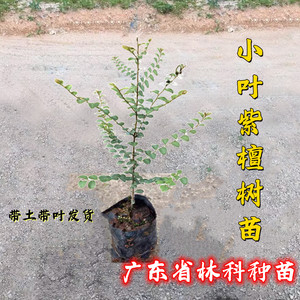 正宗檀香紫檀树苗台湾小叶紫檀树苗珍稀名贵树苗红木树带土常绿树