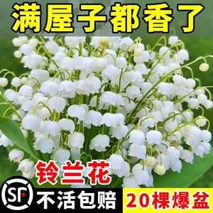 铃兰花苗盆栽带根种球花卉室内外耐寒水培郁金香种根四季开花鲜花