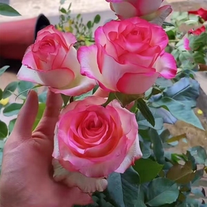 艾莎月季玫瑰花苗浓香切花月季庭院阳台大花玫瑰花卉盆栽四季开花