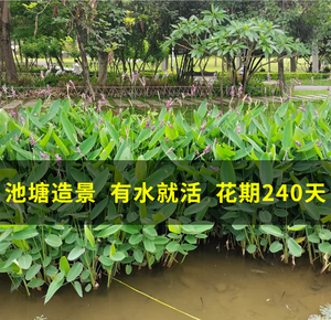 水生植物 再力花苗 种子水竹芋 室外池塘绿化湿地公园造景挺水植