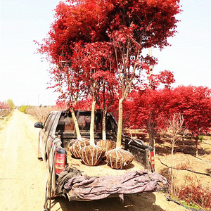 正宗日本红枫树苗盆栽苗红舞姬四季红枫常年红风叶植物红枫盆栽苗