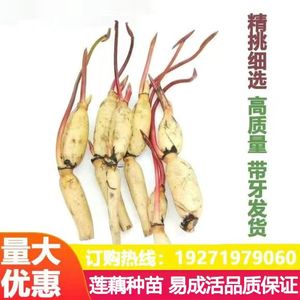 大型荷花种藕苗莲藕种苗盆栽荷花种根苗食用藕种藕苗莲藕苗莲花苗