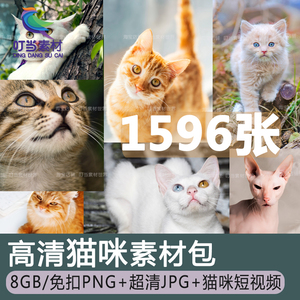 高清图库4K可爱小猫咪动物宠物图片PNG免扣杂志画册海报设计素材