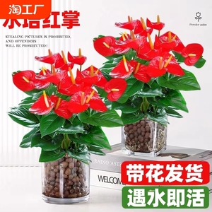 红掌盆栽水培植物室内好养绿植风顺水养粉掌花卉四季开花客厅带花