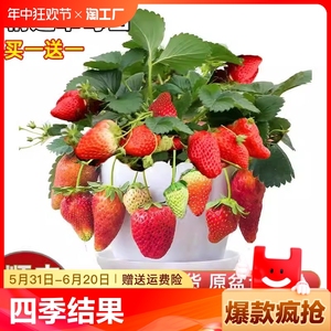 奶油草莓苗盆栽带果种籽子红颜四季结果阳台种植新苗苗秧原土生长
