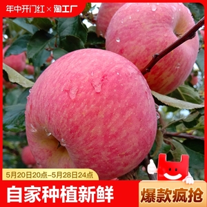 山东烟台红苹果自家种植新鲜多汁水红富士脆甜五斤当季现摘栖霞大