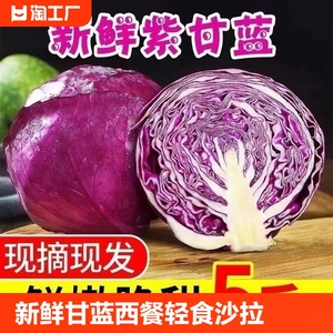 新鲜紫甘蓝紫包菜紫色球生菜红椰菜西餐蔬菜轻食沙拉食材10斤包邮