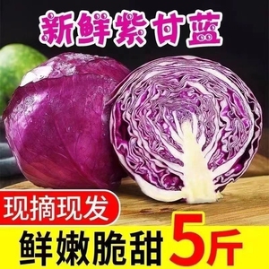 新鲜紫甘蓝紫包菜紫色球生菜红椰菜西餐蔬菜轻食沙拉食材10斤包邮