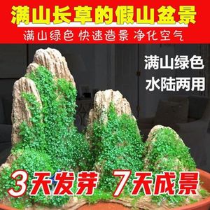 石头上种的草长在假山植物附石草造景绿室内盆景护盆鱼池泡在水里