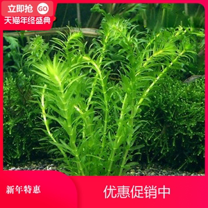 金鱼鱼缸水草活体 淘宝拼多多热销金鱼鱼缸水草活体货源拿货 阿里巴巴货源 金鱼鱼缸水草活体 淘宝拼多多热销金鱼鱼缸水草活体货源拿货 阿里巴巴货源