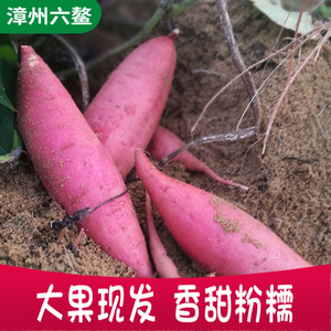 六鳌富硒地瓜大果红心农家自种现挖新鲜板栗红薯5斤沙地番薯蜜薯