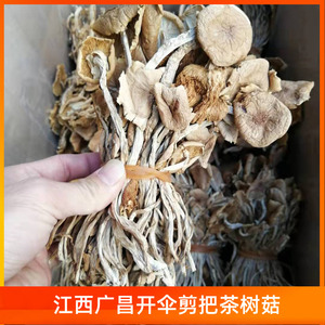 江西广昌开伞剪把茶树菇干货细条茶薪菇热卖款产地直发清香菇类