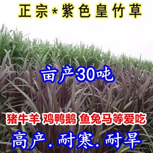 紫色新型皇竹草种籽多年生牧草草种甜象草种巨菌草种子牛羊鸡鸭鹅