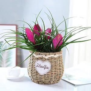 铁兰花盆栽紫花凤梨植物花卉桌面吸甲醛净化空气好养易成活植物