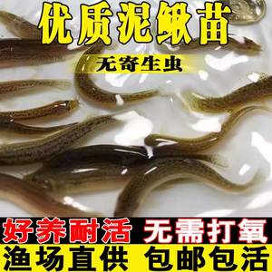 泥鳅鱼苗台湾淡水鱼养殖食用乌龟龙鱼活体饲料筏钓青鳅鱼鳅苗批发