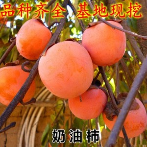 柿子树苗嫁接日本甜脆柿树盆地栽南北方种植富有当年结果黑柿子苗
