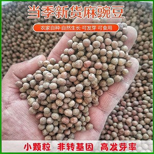 新货小粒麻豌豆农家自种水培豌豆苗1斤 5斤发芽食用干豌豆粒灰豆