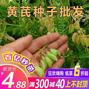黄芪种子中药材黄芪种籽500克内蒙古铁棉芪四季种植苗孑