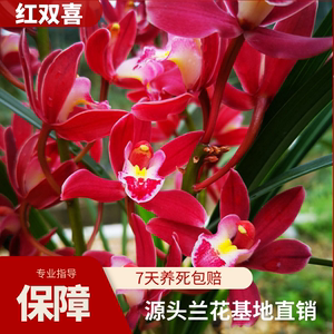 大花惠兰-红双喜浓香型绿植花卉盆栽阳台兰花红色净化庭院