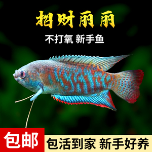 中国斗鱼招财丽丽鱼热带冷水观赏鱼小型淡水新手不打氧好养耐活鱼