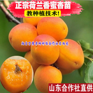 新品种杏树嫁接苗荷兰香蜜杏树苗特大极丰产香杏子苗南方北方种植