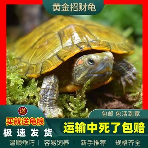 乌龟活物巴西龟黄金龟宠物观赏龟金钱活体小乌龟苗变异白化深水龟