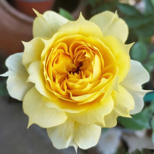 阳光古董月季花苗黄色包子型玫瑰花卉大花量阳台庭院灌木四季开花