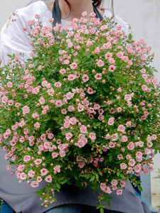 日本超微月季四季开花迷你花苗微型玫瑰苗绿植室内阳台小盆栽花卉
