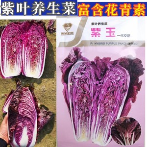 紫色大白菜种子紫玉养生菜种子特色紫罗兰富含花青素四季蔬菜种子