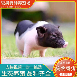 宠物小香猪活物迷你巴马香猪幼崽小猪仔活苗宠物猪苗活体养猪资料