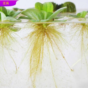 大叶浮草 大叶浮草品牌 价格 阿里巴巴 大叶浮草 大叶浮草品牌 价格 阿里巴巴