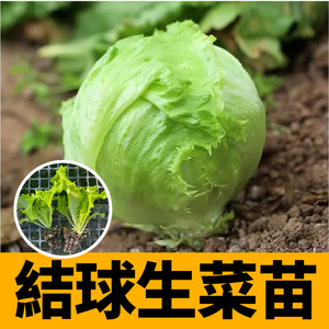 结球生菜苗秧圆球生菜种子籽减肥奶油紫皱速生直立咖啡菜香麦菜苗