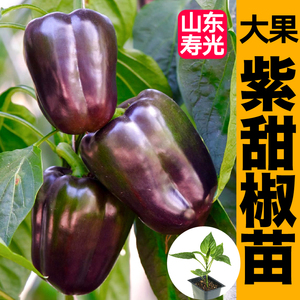 紫甜椒秧苗幼苗太空椒红黄绿紫方椒种子籽四季盆栽蔬菜苗高产大果