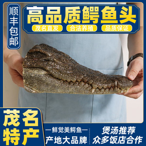 新鲜鳄鱼头 煲汤用2斤左右鳄鱼头肉鳄鱼肉茂名特产暹罗养殖场直发