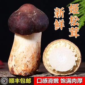 姬松茸新鲜云南香格里拉特级食用菌菇姬松茸非西藏干货非野生