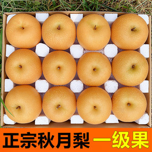 秋月梨10斤新鲜水果冰糖蜜梨包邮山东莱西特产广川农场自产自销