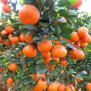 砂糖橘子树苗无核蜜橘金桔盆栽地栽特大当年结果丑橘沃柑红美人苗