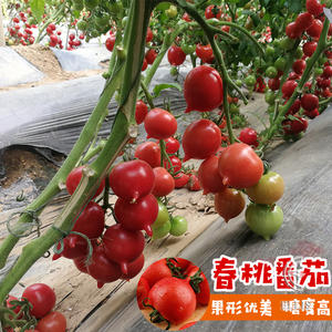 春桃番茄种子桃型樱桃小西红柿圣女果籽四季高产阳台盆栽蔬菜种孑