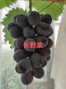 稀有黑提甜葡萄树苗嫁接5bb砧木贝达夏黑3309新品种长野紫葡萄苗