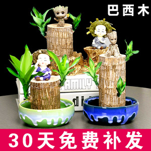 盆栽木本植物 盆栽木本植物品牌 价格 阿里巴巴 盆栽木本植物 盆栽木本植物品牌 价格 阿里巴巴