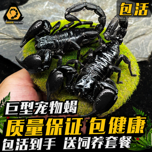 大亚洲雨林蝎超宠物黑蝎子体 活温顺毒可上手爬虫宠无送套餐包活
