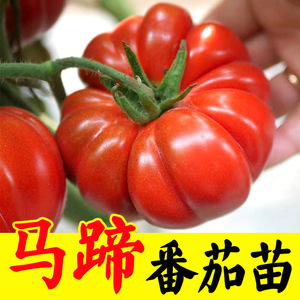 马蹄番茄苗子种子高产抗热荷兰进口大面积高温耐裂大棚番茄种子