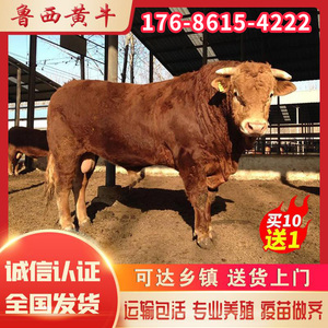 鲁西黄牛牛犊活体小牛活牛崽西门塔尔牛大型种牛肉牛养殖技术
