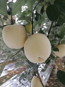 旱园牌山西吉县特产牛奶红富士苹果水果脆甜糖点18以上净重8斤