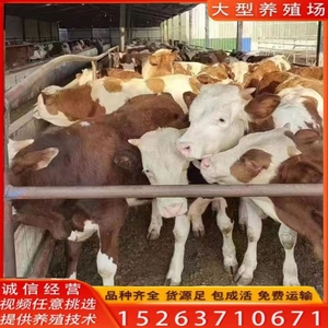 精品西门塔尔牛肉牛犊活牛出售改良肉牛犊活体养殖技术